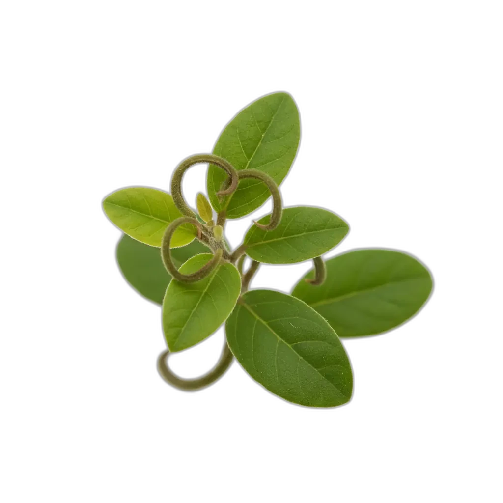 Uña de gato — planta natural amazónica